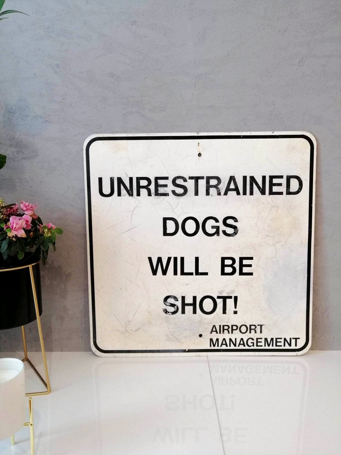 Unusual Vintage Airport Warning Sign - Unrestrained Dogs Will be Shot - Airport Management